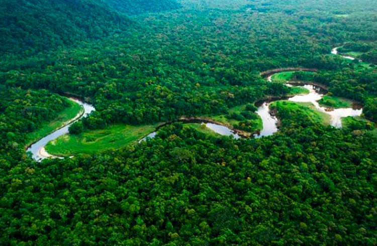 Cripto HODLer: a Floresta Amazônica precisa de você