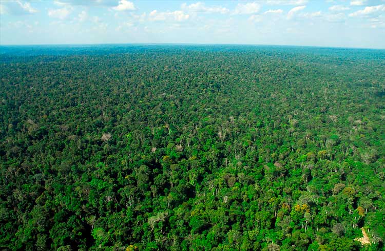 Doações para Amazônia serão registradas em blockchain por meio de parceria com a IBM