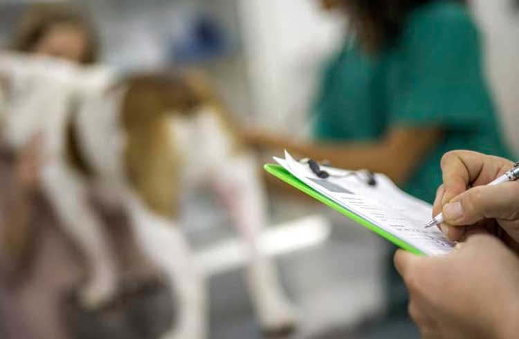 IBM lança parceria para certificar veterinários em blockchain
