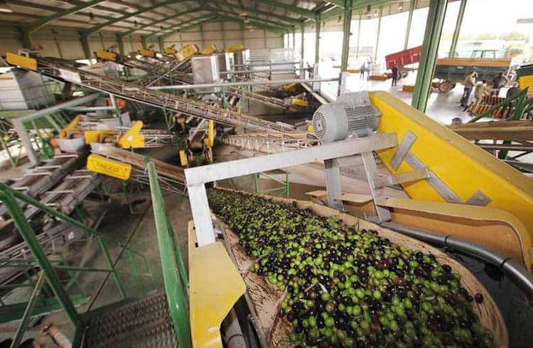 Maior produtor de azeite do mundo anuncia adição de blockchain para rastrear azeitona