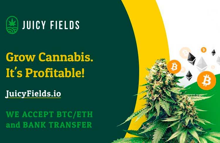 Aumente seus lucros com a pioneira plataforma de cultivo legal de cannabis JuicyFields