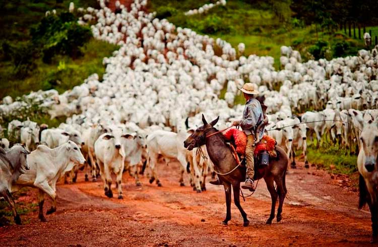 Plataforma blockchain vai rastrear o gado no Pará