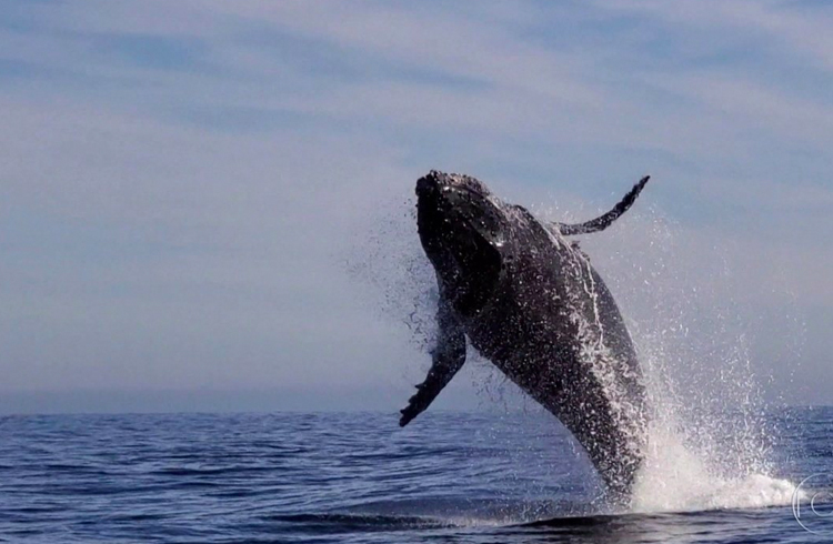 Número de endereços de “baleias” de Bitcoin atinge maior número desde agosto