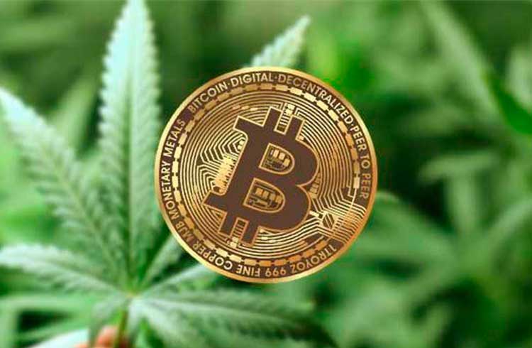 Empresário afirma que Bitcoin e maconha são iguais para o brasileiro