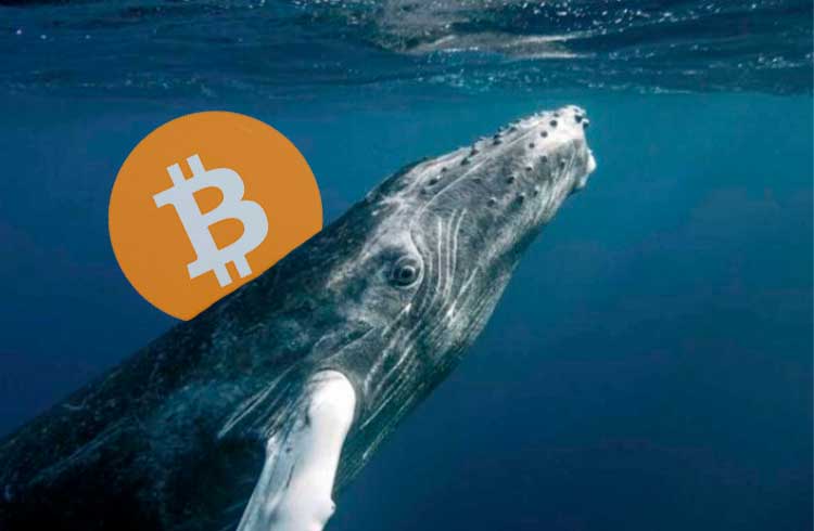 Baleias vão continuar mantendo alta do Bitcoin, revela relatório
