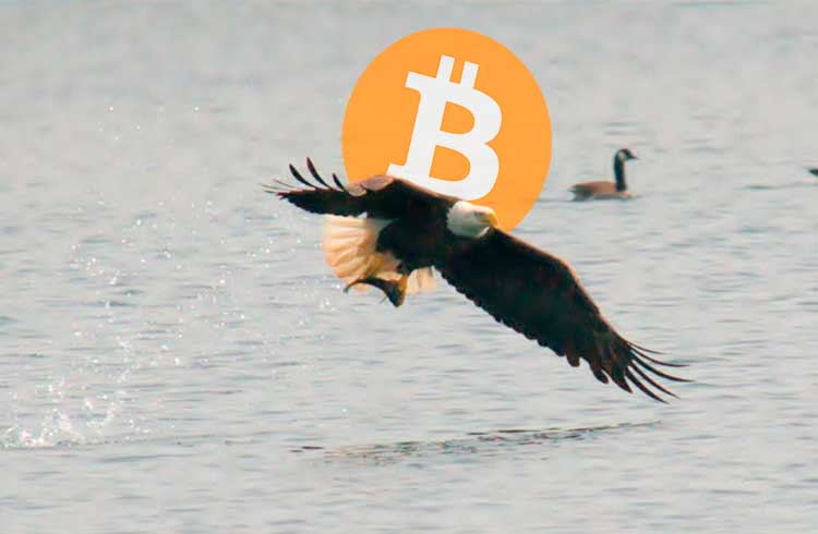 Bitcoin é o "superpredador do mercado financeiro", afirma veterano