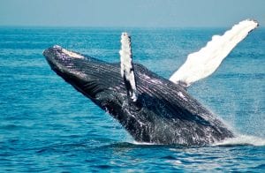 Vai liquidar? Baleia move 21,8 milhões de XRP para a Bittrex