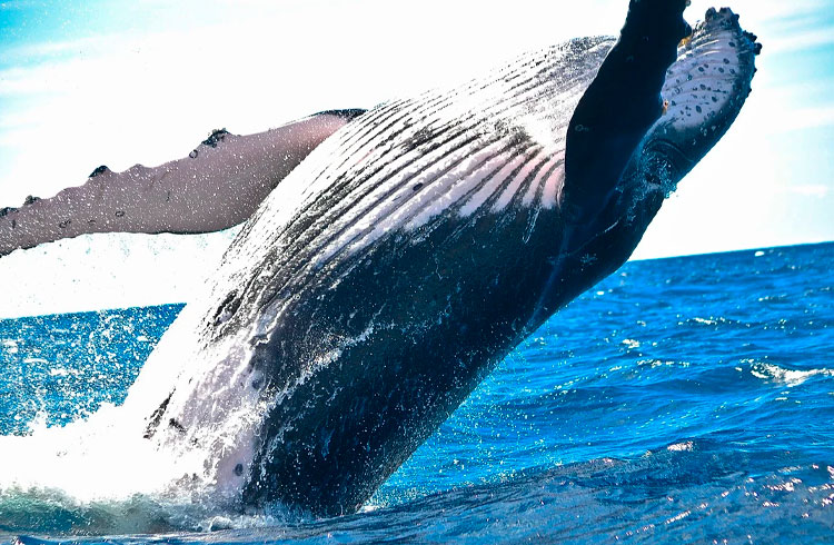 3 criptomoedas sofreram quedas causadas por baleias, aponta estudo