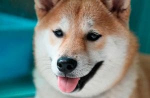 Dogecoin atualiza sua blockchain após dois anos de inatividade