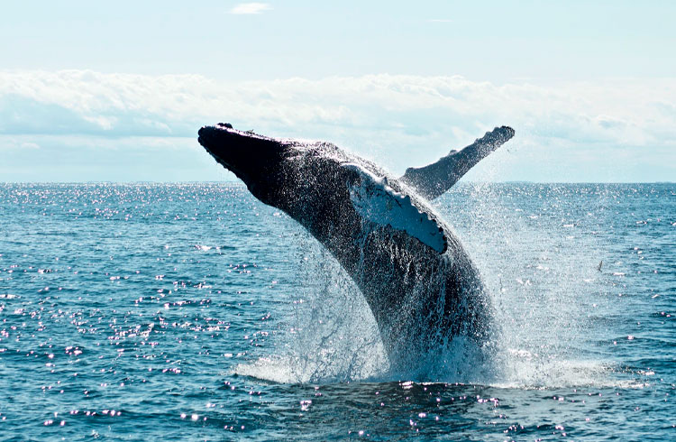 Corra antes que acabe: baleias estão acumulando mais Bitcoin