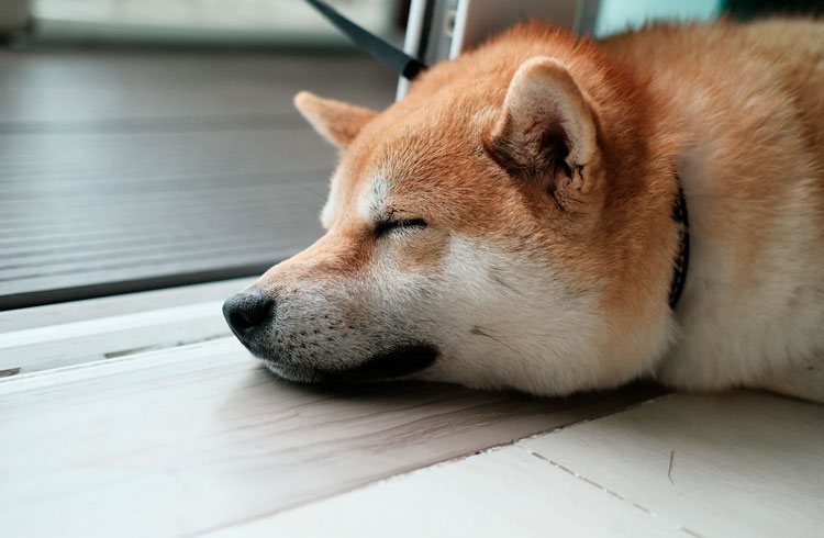 Famosa desenvolvedora da Dogecoin morre de câncer