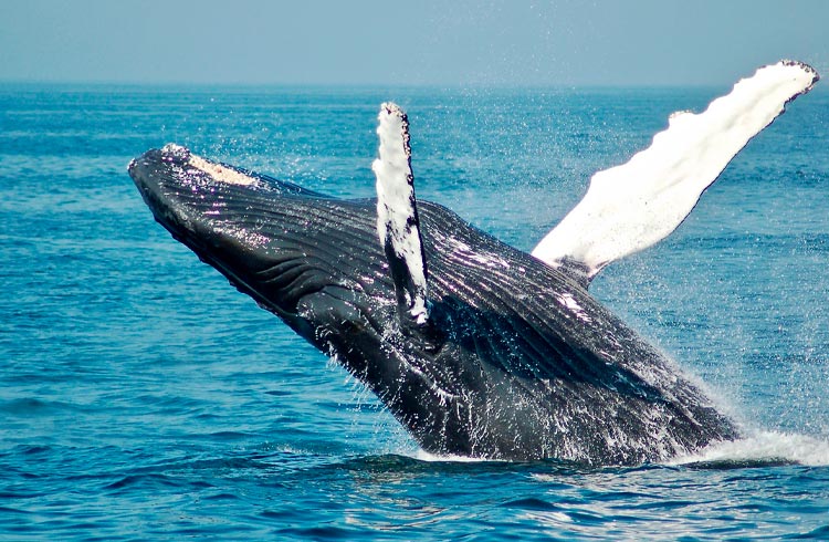 Baleias ficam agitadas e movimentam bilhões em Ethereum