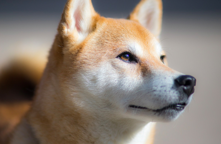 Clone da Dogecoin dispara 100% em apenas 24 horas