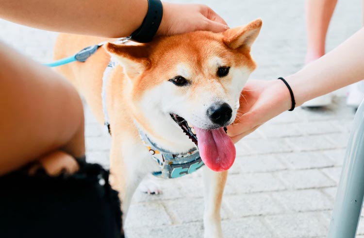 Shiba Inu dispara 30% com anúncio de listagem pela Coinbase