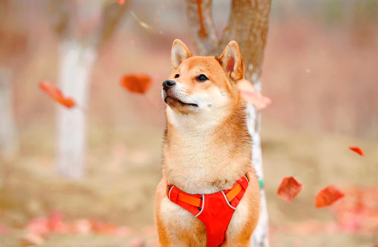 Shiba Inu pode explodir em breve por 3 razões, destaca analista