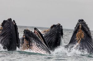 Baleias lucram até 5.000% negociando NFTs, revela pesquisa