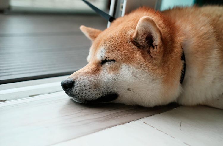 Shiba Inu ainda pode cair mais 20%, diz analista