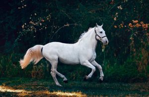 Token sobre corrida de cavalos valoriza quase 2.000% em 7 dias