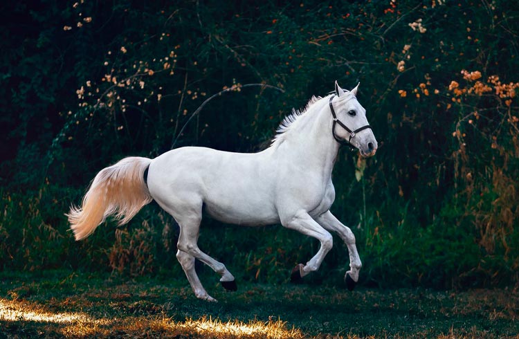 Token sobre corrida de cavalos valoriza quase 2.000% em 7 dias