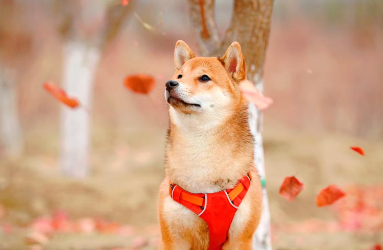 Coleção de NFTs inspirada na Shiba INU é lançada na OpenSea