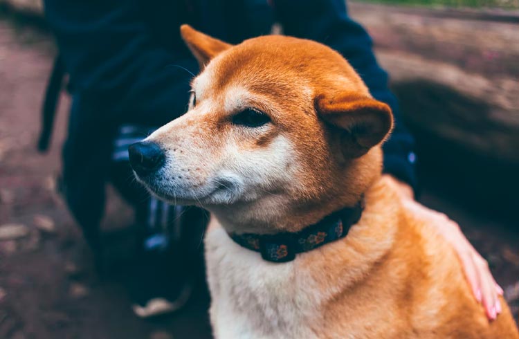 Dogecoin que se cuide, Shiba Inu sobe 2.200% e entra para o top 20