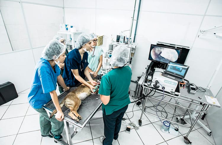 El Salvador vai usar o lucro com Bitcoin para criar hospital veterinário