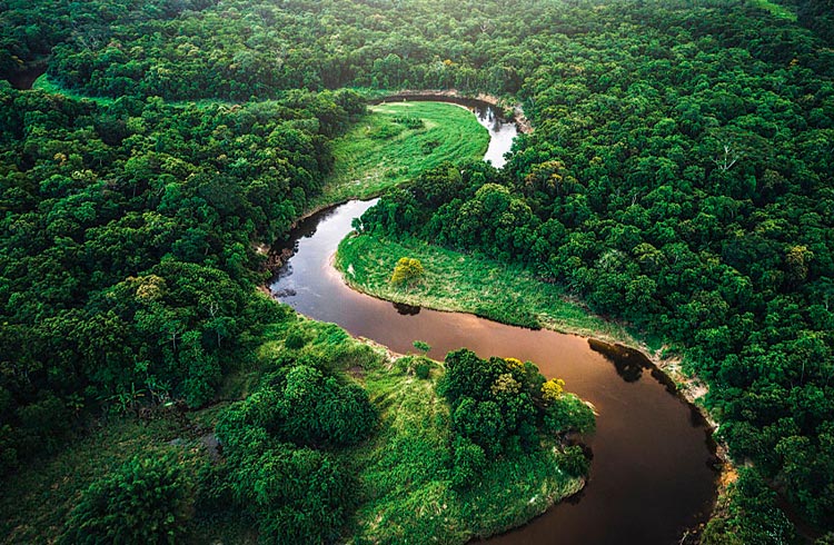 Cofundador da Rappi lança coleção de NFT para proteção da Florestas Amazônica