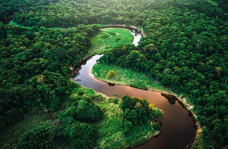 Cofundador da Rappi lança coleção de NFT para proteção da Florestas Amazônica