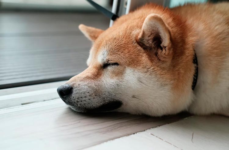 Kraken sugere listagem de Shiba Inu e analistas esperam nova alta no preço