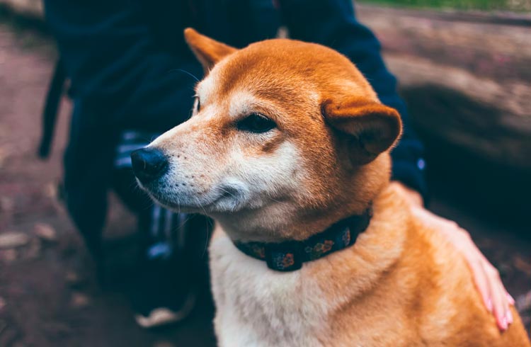 Robinhood aplaude Shiba Inu, mas não confirma listagem do token