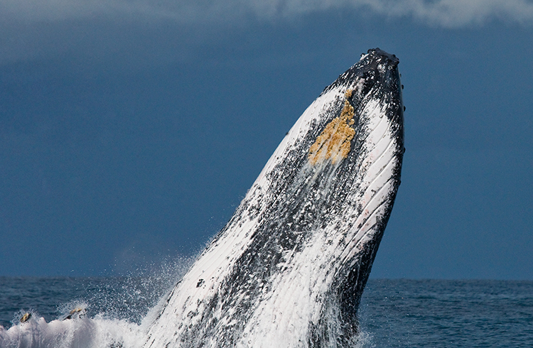 Relatório alerta para concentração de Bitcoins nas mãos de baleias