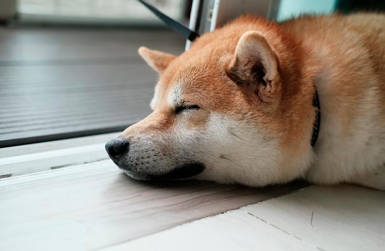 Shiba Inu pode ter leve recuperação diz analista