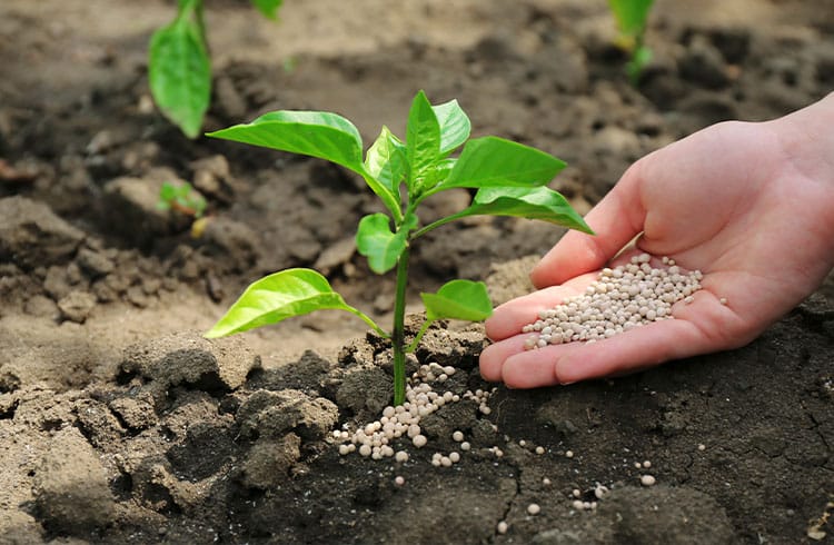 Empresa lança primeira stablecoin lastreada em fertilizantes do Brasil