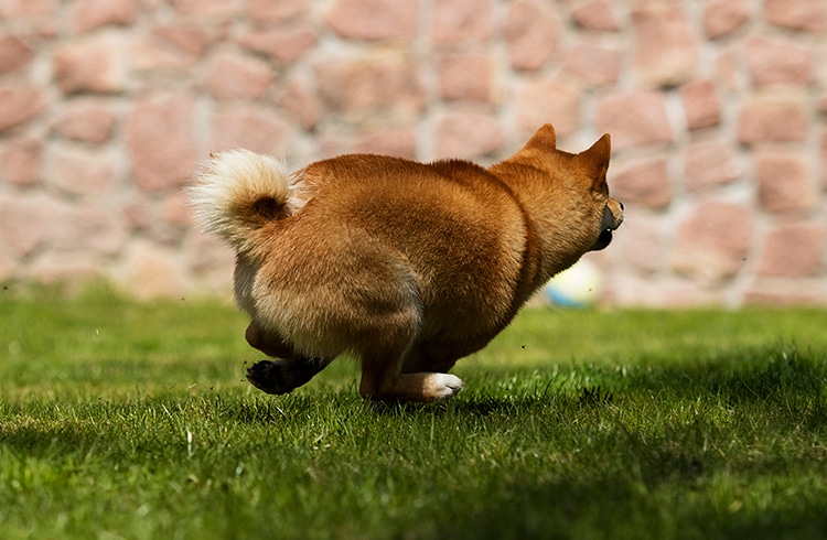 Criador de Shiba Inu (SHIB) exclui todos os posts no Twitter e no Medium