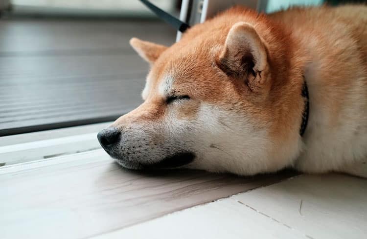 Integração permite pagar com Shiba Inu por assinaturas do Netflix e Spotify