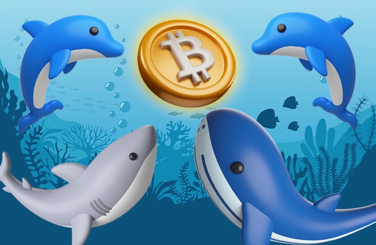 baleia-bitcoin-bitcoins